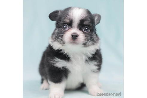 成約済の東京都のチワワ(ロングコート)-206186